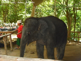 20090417 Half Day Safari - Elephant  26 of 42 